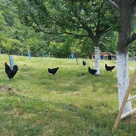Family Borovitsa 2* Pŭdartsi